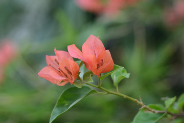 Bougainvillea red flower blossom over green tree background