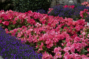 Massive flower bed of pink and purple flowers in full bloom in a formal garden setting