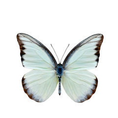Chocolate Albatross (Appias lyncida vasava) fine pale green to white butterfly upper part wings in natural color details isolated on white background