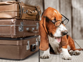 Basset Hound dog and travel bag