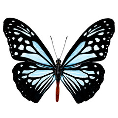 Chocolate Tiger (Parantica melaneus) upper wing part in natural color profile, pale blue stripes butterfly isolated on white backgrouond