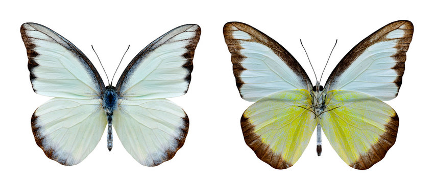 Fototapeta Set of Chocolate Albatross (Appias lyncida vasava) beautiful white butterfly showing upper and under wings in natural color details isolated on white background