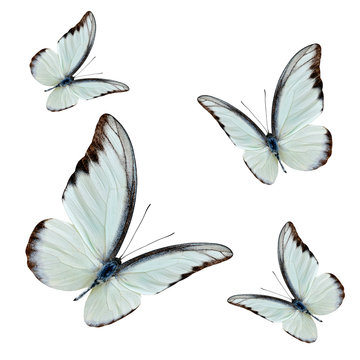 Fototapeta Set of flying beautiful buterflies with fully wing sweeping over white background, chocolate albatross