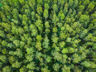 high angel view green trees in the forest