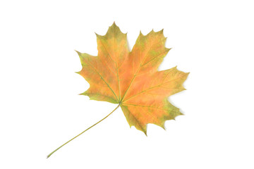 Dry maple leaf isolated on a white background