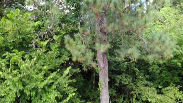 Drone footage ascending and descending pine tree and tree top landscape view in forest near Houston, Texas