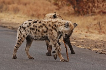 Fototapeta premium Hyena 