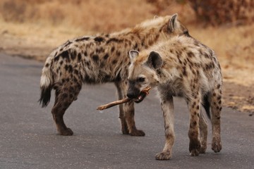 Hyena 