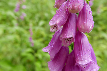 Closeup of foxglove (digitalis) flowers with raindrops