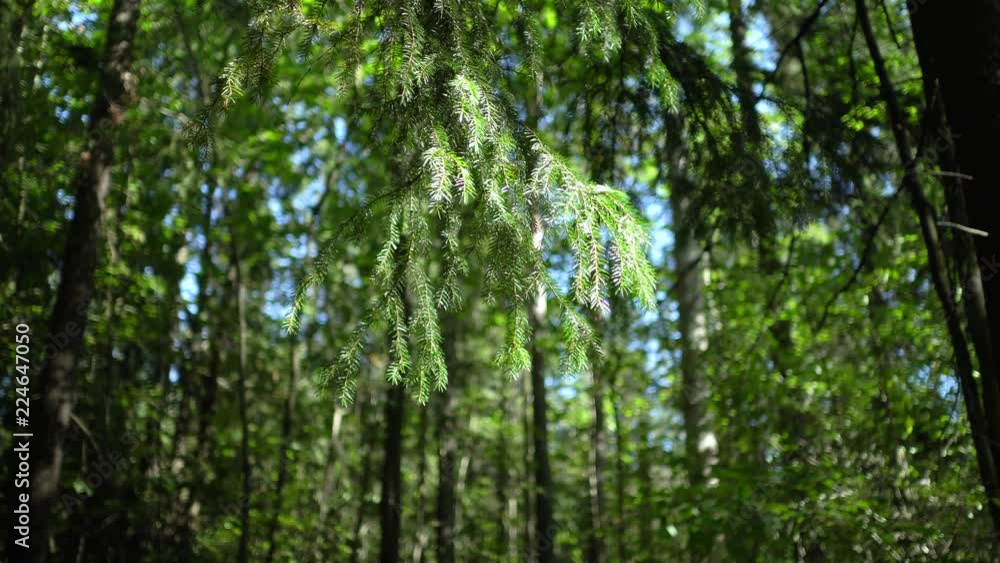 Poster pine branch waving on the wind with trees on blurred background