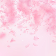 Sakura petals falling down. Romantic pink flowers 