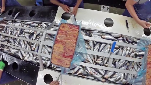 Fish processing at a herring plant