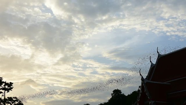 Watch the bat hundreds. Wat Khao Chong Pran,Bats fly out if in the evening. At Wat Khao Chong Pran Located near Photharam. Ratchaburi Thailand