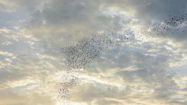 Watch the bat hundreds. Wat Khao Chong Pran,Bats fly out if in the evening. At Wat Khao Chong Pran Located near Photharam. Ratchaburi Thailand