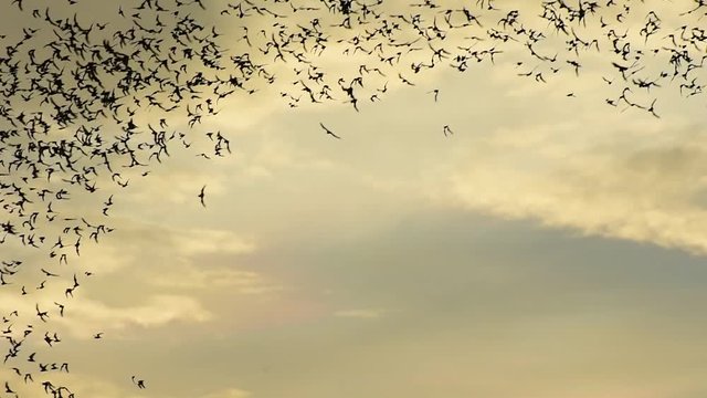 Watch the bat hundreds. Wat Khao Chong Pran,Bats fly out if in the evening. At Wat Khao Chong Pran Located near Photharam. Ratchaburi Thailand