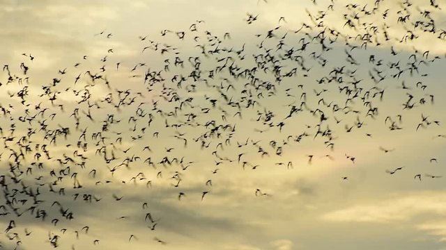 Watch the bat hundreds. Wat Khao Chong Pran,Bats fly out if in the evening. At Wat Khao Chong Pran Located near Photharam. Ratchaburi Thailand