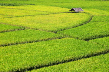 Green rice field on the mountain valley