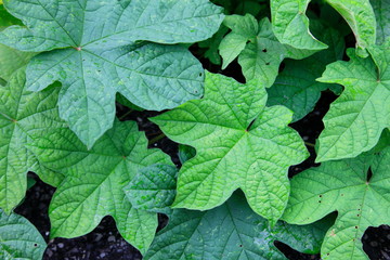 Ground cover by native plant