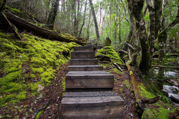 Beautiful Crater Falls in Cradle Mountain, Tasmania.