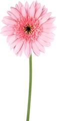 Daisy pink flower green stem close-up blooming petals abloom