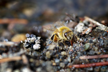 bee on rocks