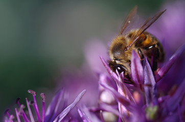 bee on a purple flower