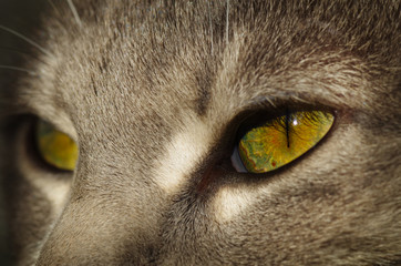 close up of green cat eyes