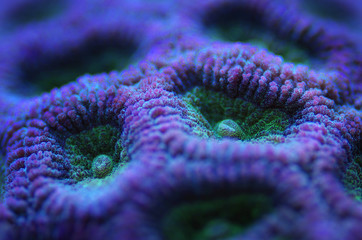 closeup of purple brain coral