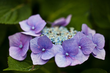 blaue Hortensienblüte