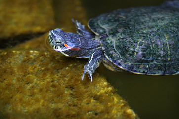 Red-Eared Slider Turtle in Pond