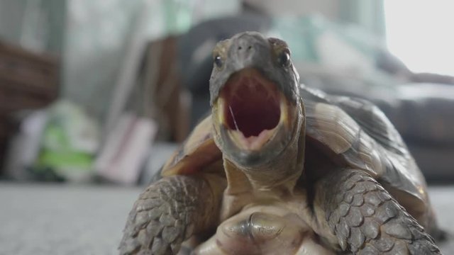 A close of a tortoise face on yawning