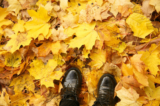 Autumn in the city park. Walk in the autumn forest. The girl's feet stut on the carpet of fallen yellow maple leaves.
