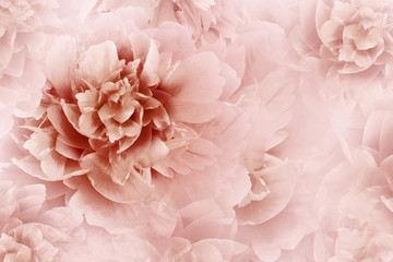 Floral white-red background. Peonies flowers close-up on a transparent halftone light red...
