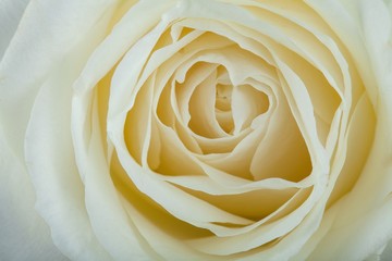 White Rose Head - Close Up