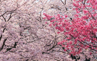 pink sakura blossom season in japan