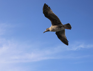 Fototapeta premium Seagul