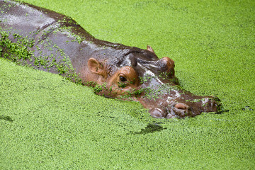Hippopotamus in the lake water.