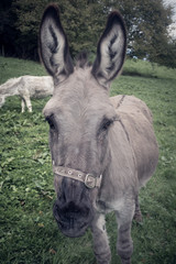 Donkey