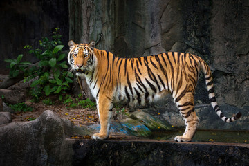 Indochinese tiger is standing in the midst of a natural forest.