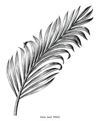 Palm leaf hand draw vintage engraving clip art isolated on white background