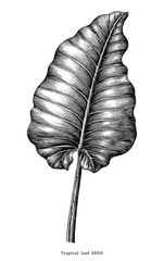 Tropical leaf hand draw vintage engraving clip art isolated on white background