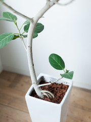 観葉植物ゴムの木のクローズアップ