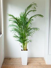 観葉植物アレカヤシ