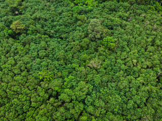 aerial top view perspective green leaf natural forest in the rain season