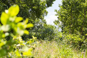 日本・菅平の自然