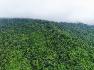 Fototapeta na wymiar aerial top view perspective landscape green mountain and fox in the rain season