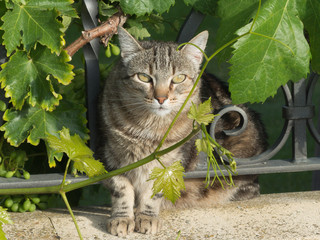  CAT POSING THE SUN IN A GARDEN