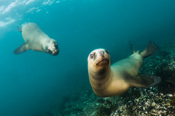 Scuba diving with sea lions in southern atlantic ocean, Patagonia, Argentina. 