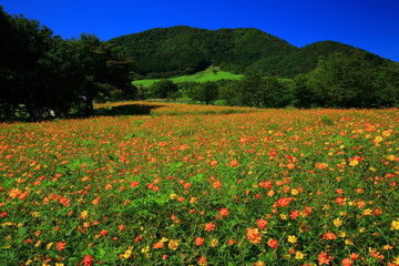 宮城県　やくらいガーデン