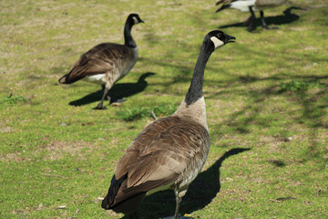 geese at the lake